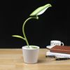 Picture of LEMONDA Bird Shape Rechargeable LED USB Table Light with Pen Holder - Green